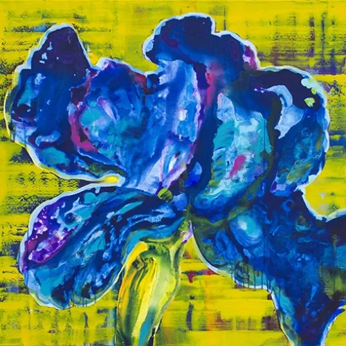 iris